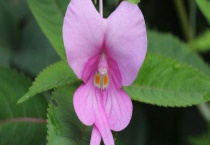 凤仙花可以放室内吗？