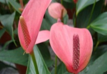 粉掌花不粉是怎么回事