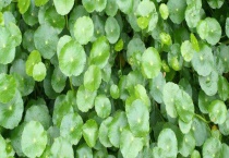 过路黄与金钱草有什么不同 金钱草有哪些好处