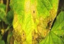 叶斑病与炭疽病的区别？