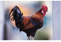 阉鸡和公鸡的区别？是什么？