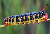 毛毛虫属于昆虫类吗 附昆虫的变态发育