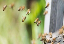 怎样合并蜂群最安全 附注意事项