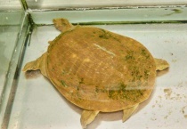 老鳖怎么养才不会死掉