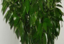 发财树新叶卷曲怎么办？注意应适当补充生长元素