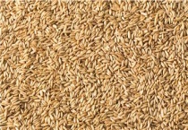 航麦6号品种介绍