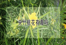 夹竹桃花有毒吗？