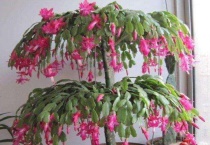 蟹爪兰枝条怎么才能剪掉