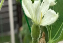 葫芦不开花怎么多久？