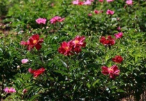 柳河芍药花谷在哪