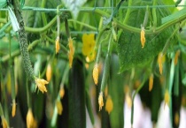 丝瓜移栽管理技术要点