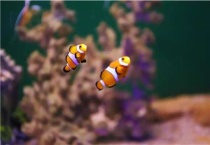 热带鱼生活在哪里