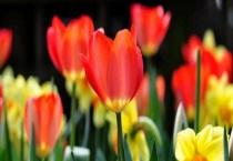 和女生第一次见面送什么花