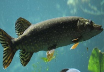 白斑狗鱼的养殖技术和市场前景 附生活习性