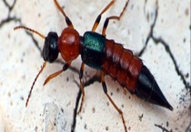 隐翅虫剧毒致命是真的吗？毒性有多强 皮炎怎么治疗