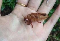 蝉蛹是什么变的