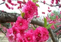 碧桃和桃花的区别？