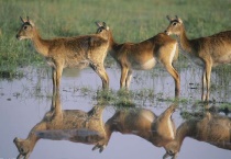 驴羚体重多少？