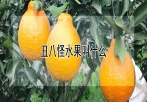 丑八怪水果叫什么？