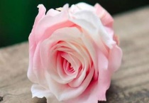 买的玫瑰老桩怎么栽培