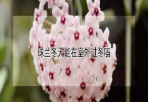 球兰冬天能在室外过冬吗？