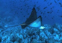 鳐鱼是胎生的吗？