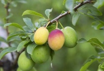 绿色的李子叫什么？