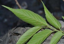 糙叶树皮怎么样