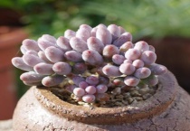 婴儿手指怎么养