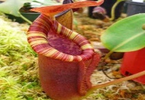 什么是维奇猪笼草