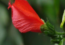 悬铃花繁殖多久？