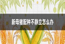 新母猪配种不静立怎么办？