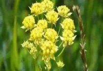 柴胡的产地分布 柴胡的产地环境