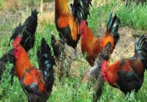 茶花鸡养殖技术 附茶花鸡养殖的特点