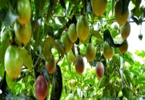 百香果从播种到结果一共需要多长时间 最佳种植时间是什么时候 如何种植