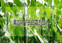 黄瓜叶子长白霜怎么办？
