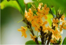 桂花树叶尖干枯发黑的原因？