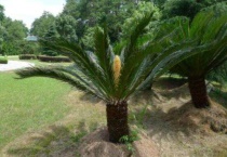 铁树分公母吗？