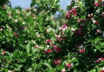 五彩锦带树耐寒吗？