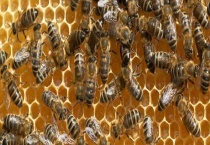 中蜂最简单的改良方法 详细介绍