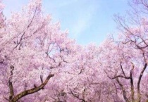 樱花古诗的雅称