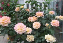 羽毛月季是藤本还是灌木