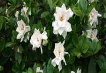 栀子花常见的病虫害及防治方法 如红蜘蛛治疗多久？