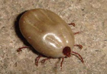 房间有狗虱子怎么消灭