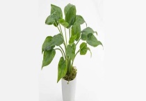 滴水观音叶子发黄怎么办 叶子发黄的原因有哪些？