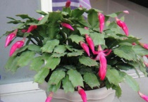 蟹爪兰有花蕾怎么开花