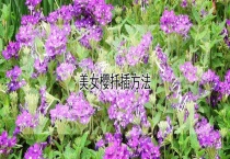 美女樱扦插多久？