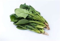 菠菜催芽多久？