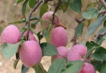 槟子是什么水果