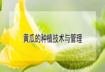 黄瓜的种植技术与管理